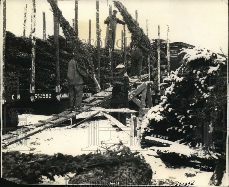 Load image into Gallery viewer, 1939 Press Photo Christmas Trees Being Harvested Along Canadian National Railway
