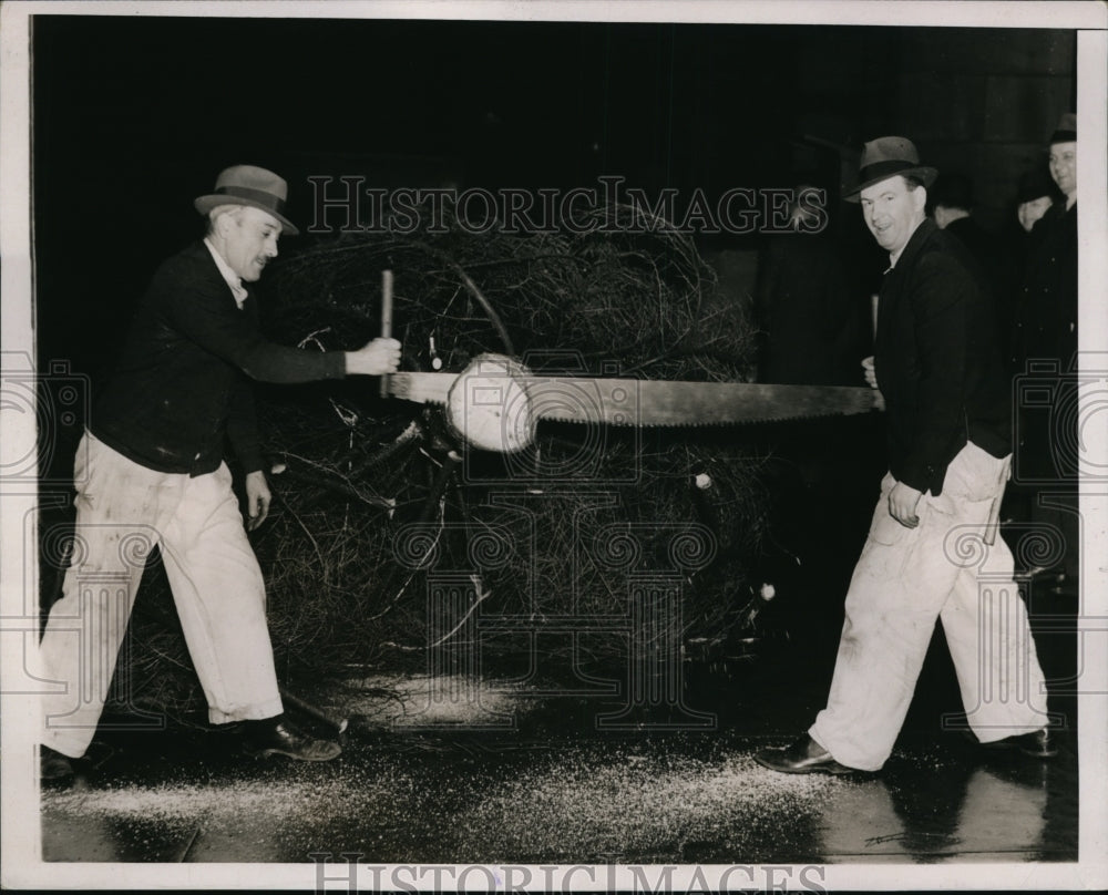 1937 Press Photo Sawing the End of Christmas Tree to Set Flush - ney00143