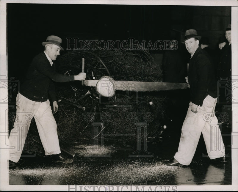 Load image into Gallery viewer, 1937 Press Photo Sawing the End of Christmas Tree to Set Flush - ney00143
