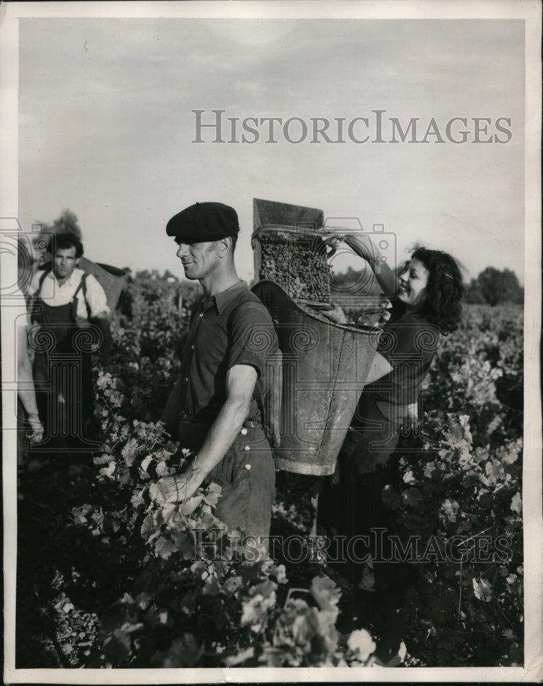 1948 Press Photo Women Clip Bunches of Grapes for Porters Bucket Takes Them Proc