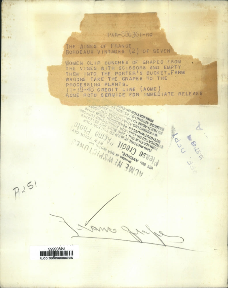 1948 Press Photo Women Clip Bunches of Grapes for Porters Bucket Takes Them Proc