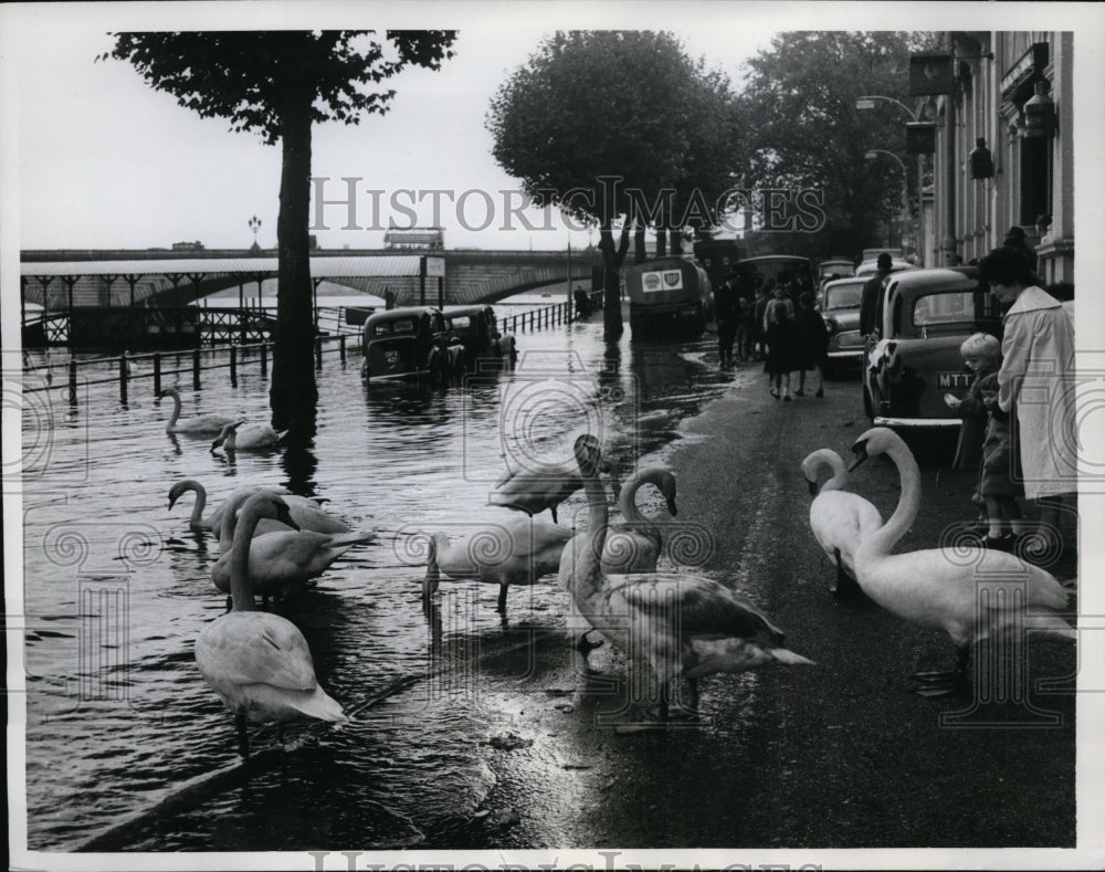 1961 Press Photo Thames River in London Flooded Swans Take to The Streets