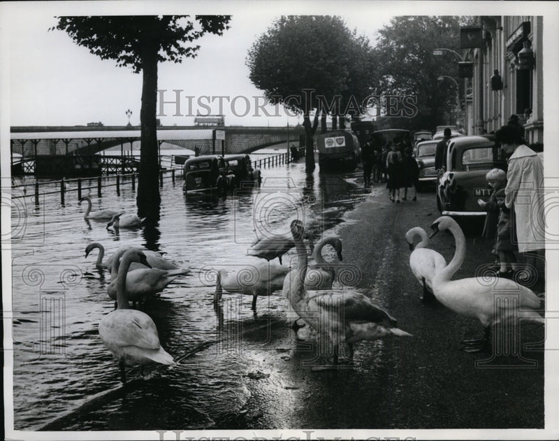 Load image into Gallery viewer, 1961 Press Photo Thames River in London Flooded Swans Take to The Streets
