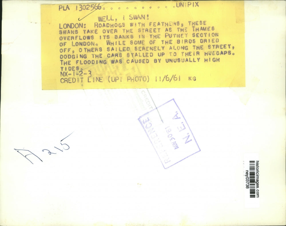 1961 Press Photo Thames River in London Flooded Swans Take to The Streets