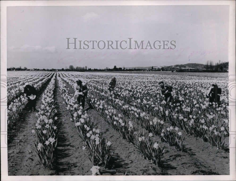 1953 Press Photo Daffodils in Payallup Valley Pickers Harvesting Flowers