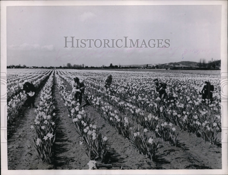 Load image into Gallery viewer, 1953 Press Photo Daffodils in Payallup Valley Pickers Harvesting Flowers
