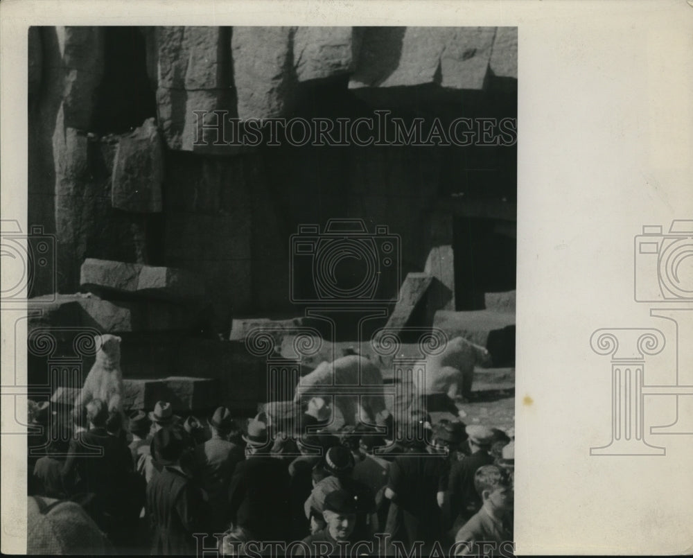 Press Photo Crowd at Brookfield Zoo Watch Polar Bears - ney08207