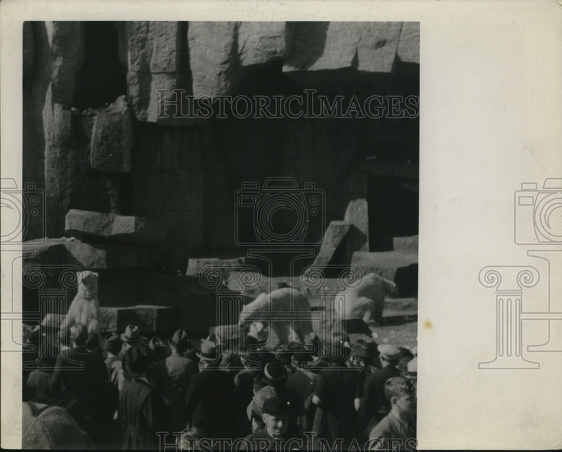 Load image into Gallery viewer, Press Photo Crowd at Brookfield Zoo Watch Polar Bears - ney08207

