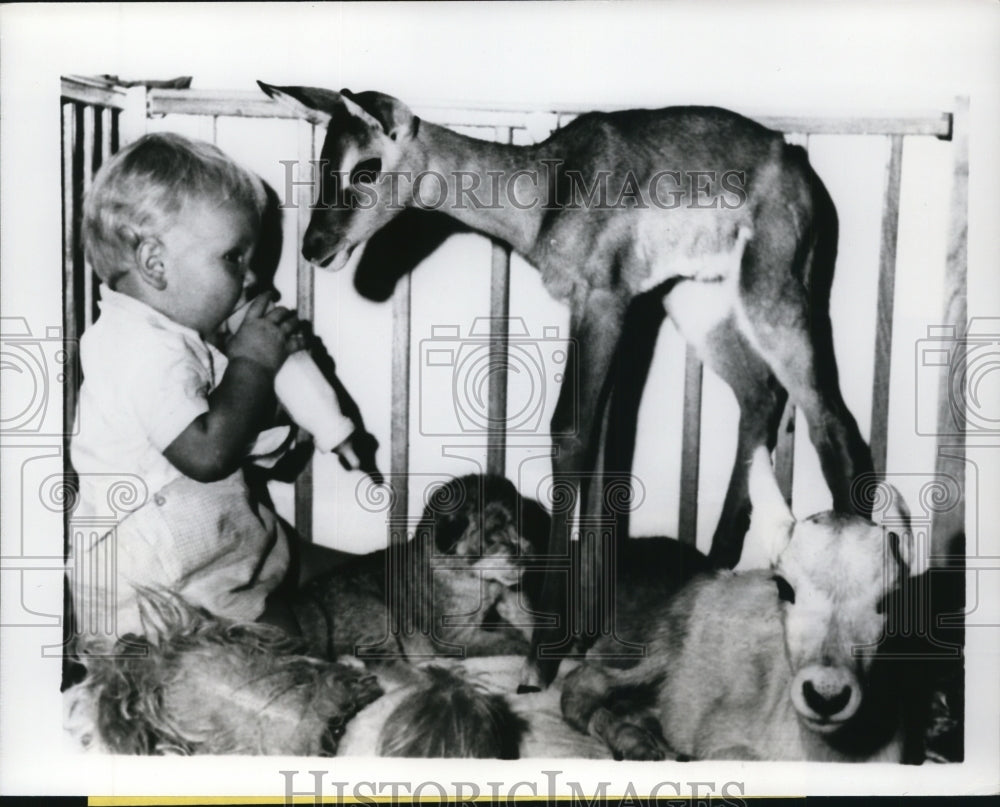 1969 Press Photo Harry York Staring At The Animals On His Crib - ney08212