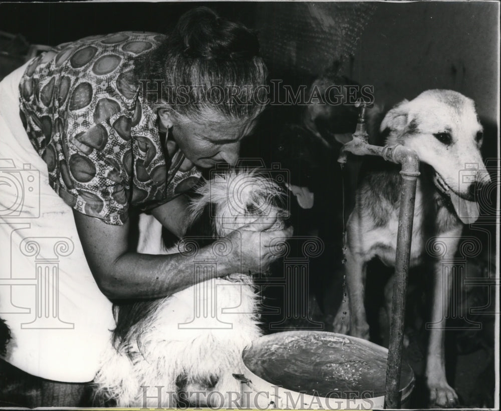 1965 Press Photo Miss Elide Brigada Taking Care Of Her Dogs - ney08218