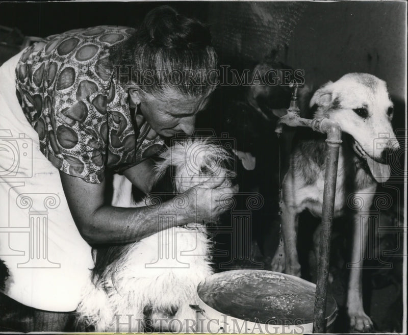 Load image into Gallery viewer, 1965 Press Photo Miss Elide Brigada Taking Care Of Her Dogs - ney08218
