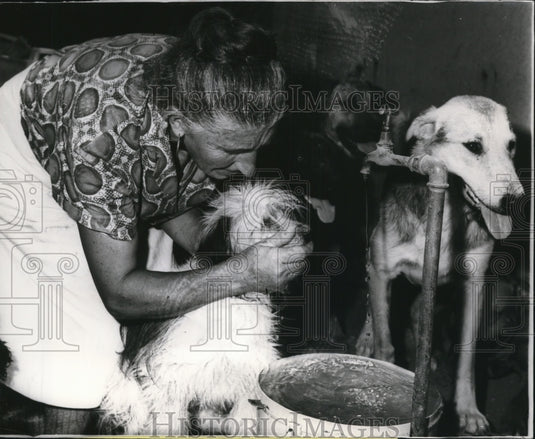 1965 Press Photo Miss Elide Brigada Taking Care Of Her Dogs - ney08218