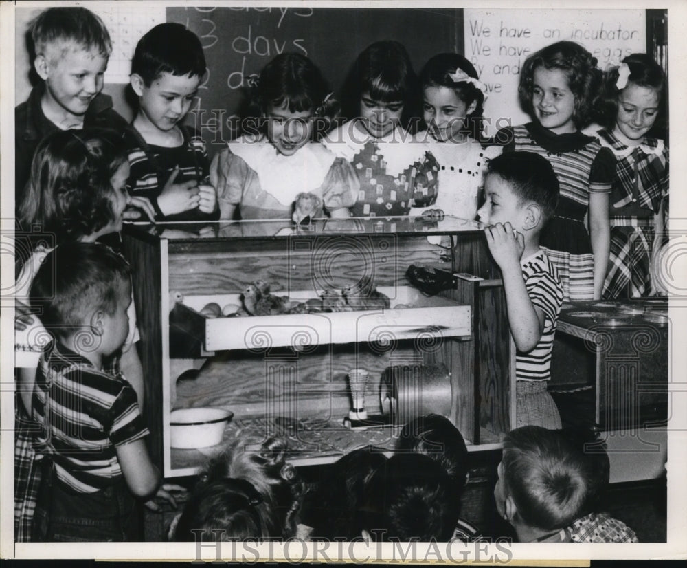 1952 Press Photo Eighth Street School first graders watch chicken lay eggs