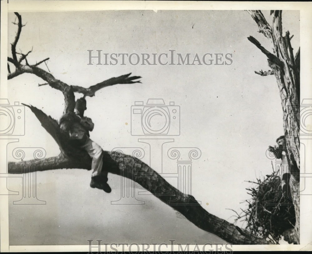 1939 Press Photo Morgan Berthsong sitting on a tree branch next to a bird nest