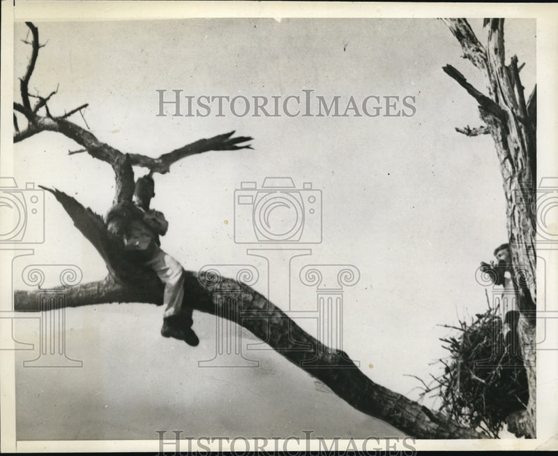 Load image into Gallery viewer, 1939 Press Photo Morgan Berthsong sitting on a tree branch next to a bird nest
