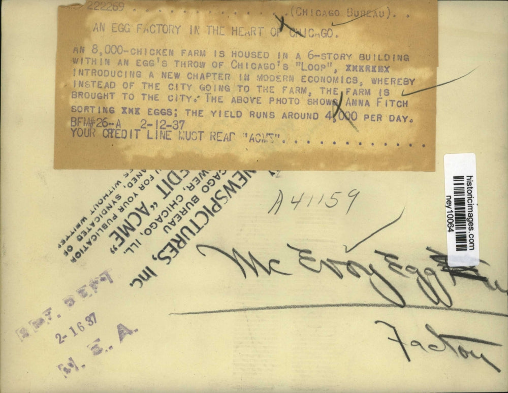 1937 Press Photo Anna Fitch Sorting Some Eggs - ney10064