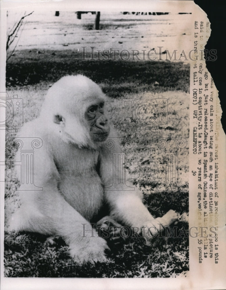 Press Photo Barcelona Zoo's White Ape Caught in Spanish Guinea - ney10537