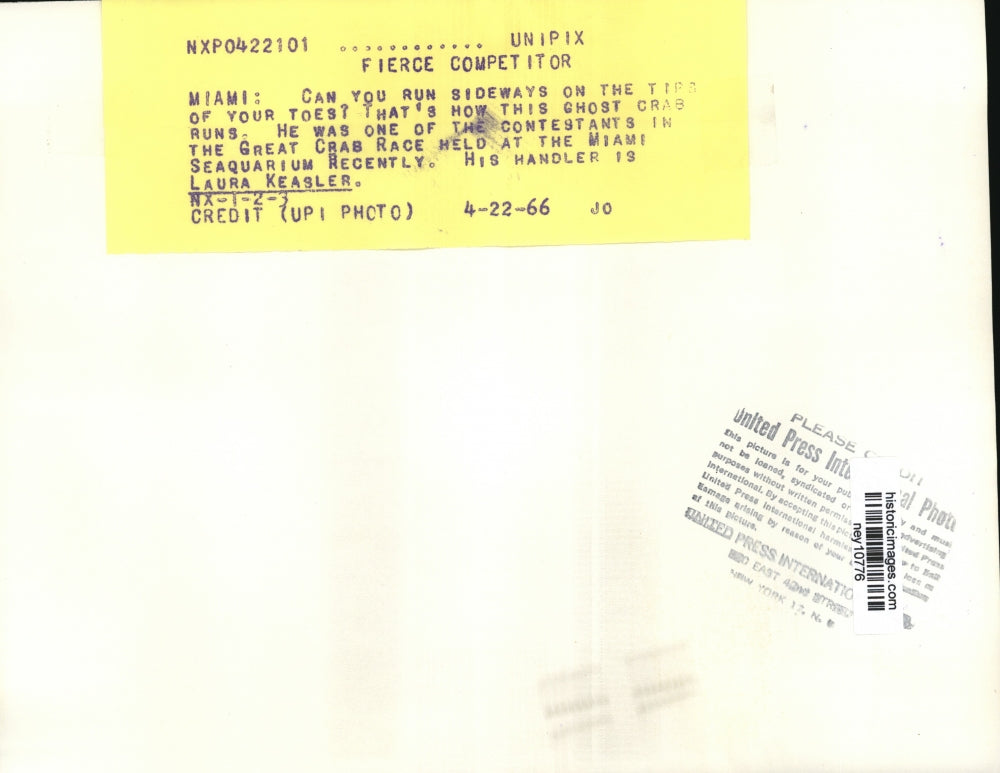 1966 Press Photo Laura Jeasler withe Her Crab in Great Crab Race - ney10776