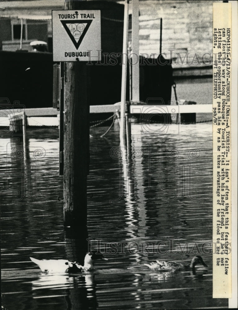 1967 Press Photo Pair of Ducks Swim Along Dubuque;s Tourist Trail in Iowa