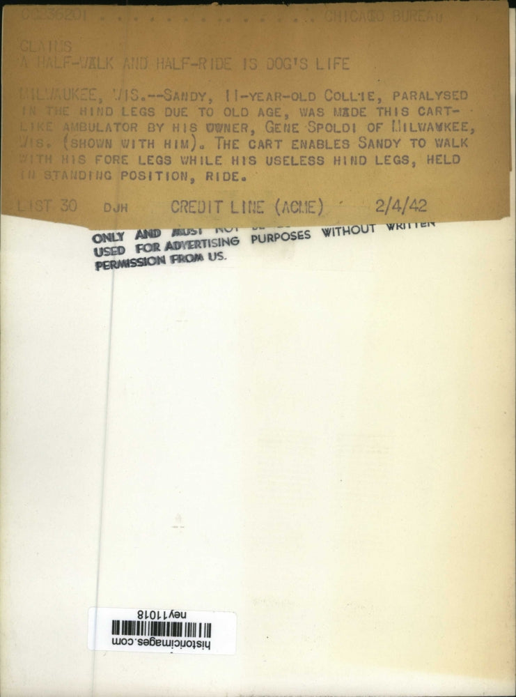 1943 Press Photo Sandy 11 Year Old Collie Paralyzed Uses Cart Made by Gene Spold