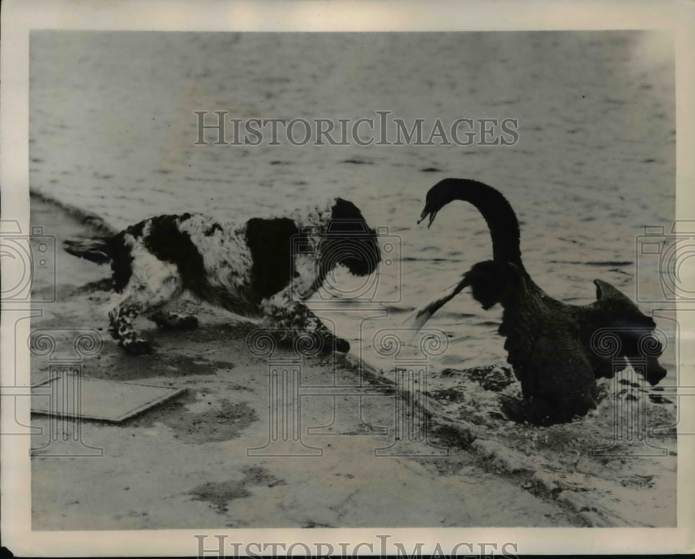 1940 Press Photo Dog and Swan Fight in Park Pond, Perth, Scotland - ney11511
