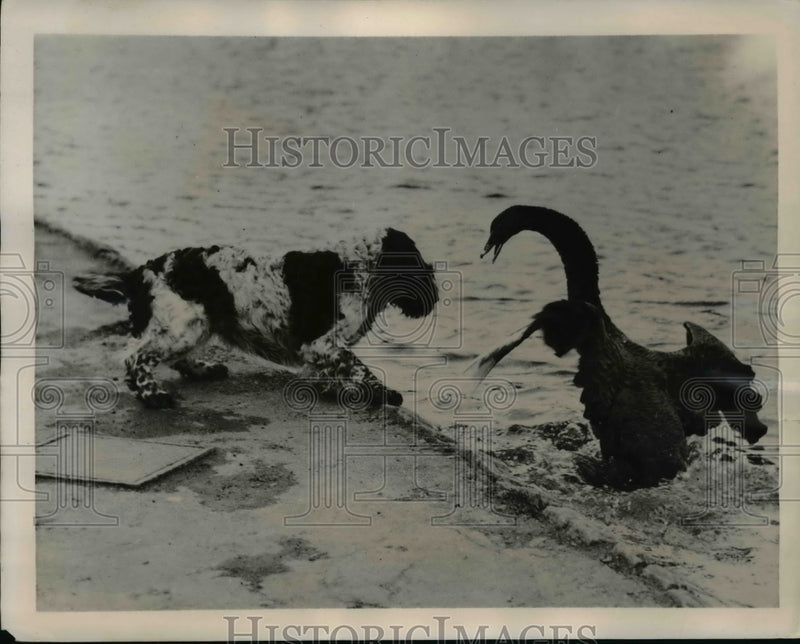 Load image into Gallery viewer, 1940 Press Photo Dog and Swan Fight in Park Pond, Perth, Scotland - ney11511
