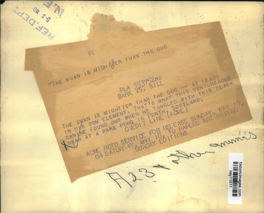 1940 Press Photo Dog and Swan Fight in Park Pond, Perth, Scotland - ney11511