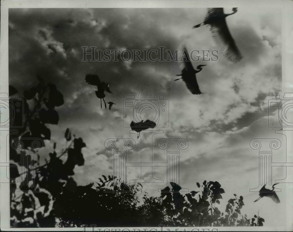 1933 Press Photo Cranes Flying at Dawn - ney11512