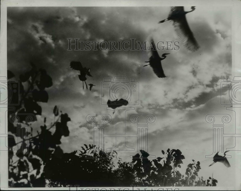 Load image into Gallery viewer, 1933 Press Photo Cranes Flying at Dawn - ney11512
