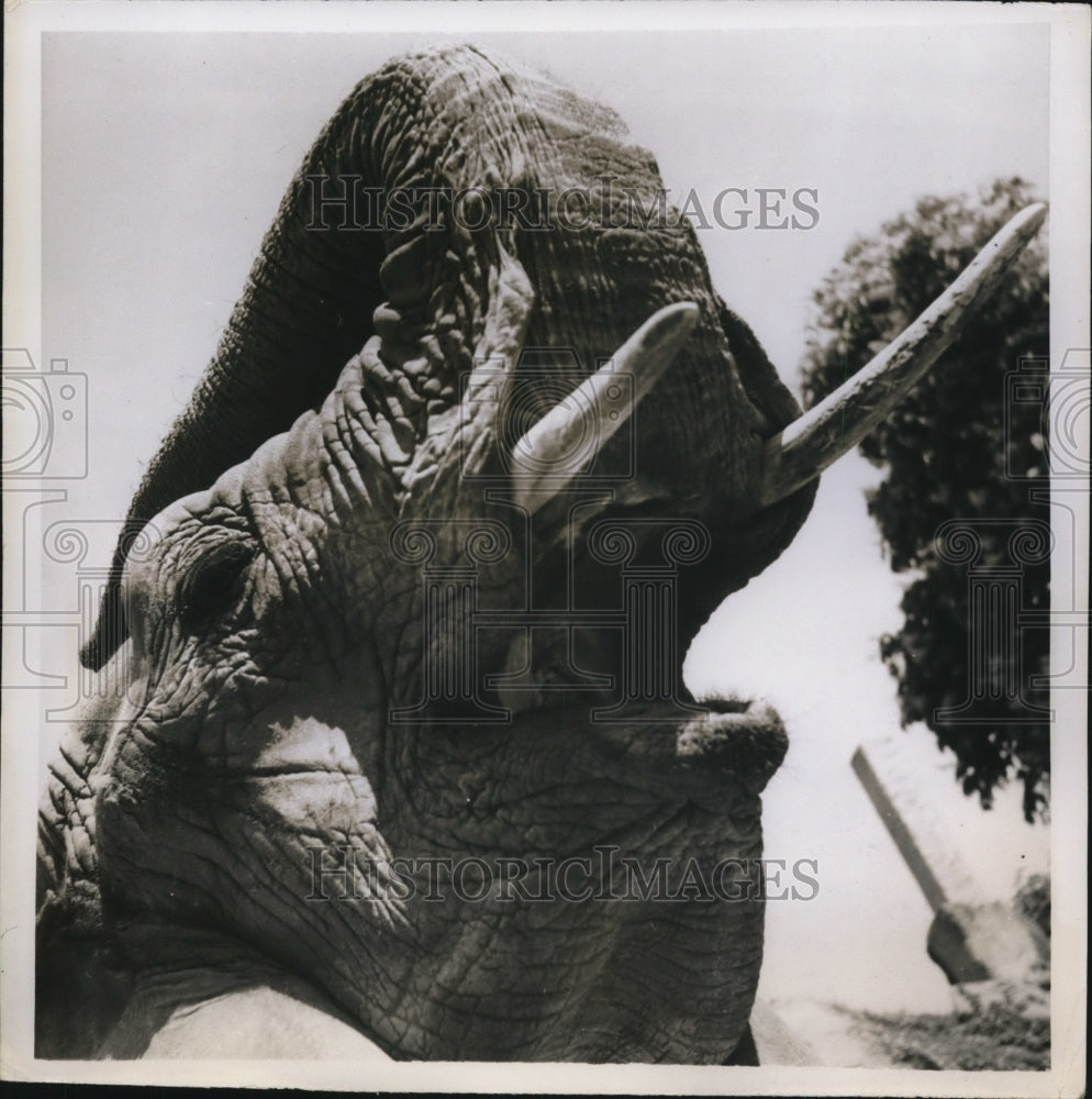 1952 Press Photo Elephant Yawning in Vincennes Zoo, Paris - ney12081