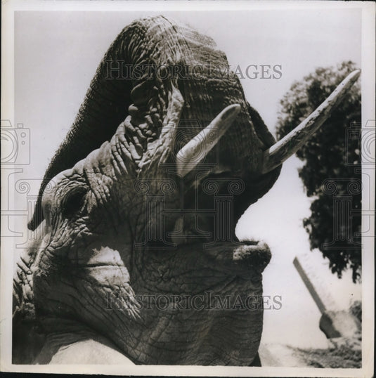 1952 Press Photo Elephant Yawning in Vincennes Zoo, Paris - ney12081
