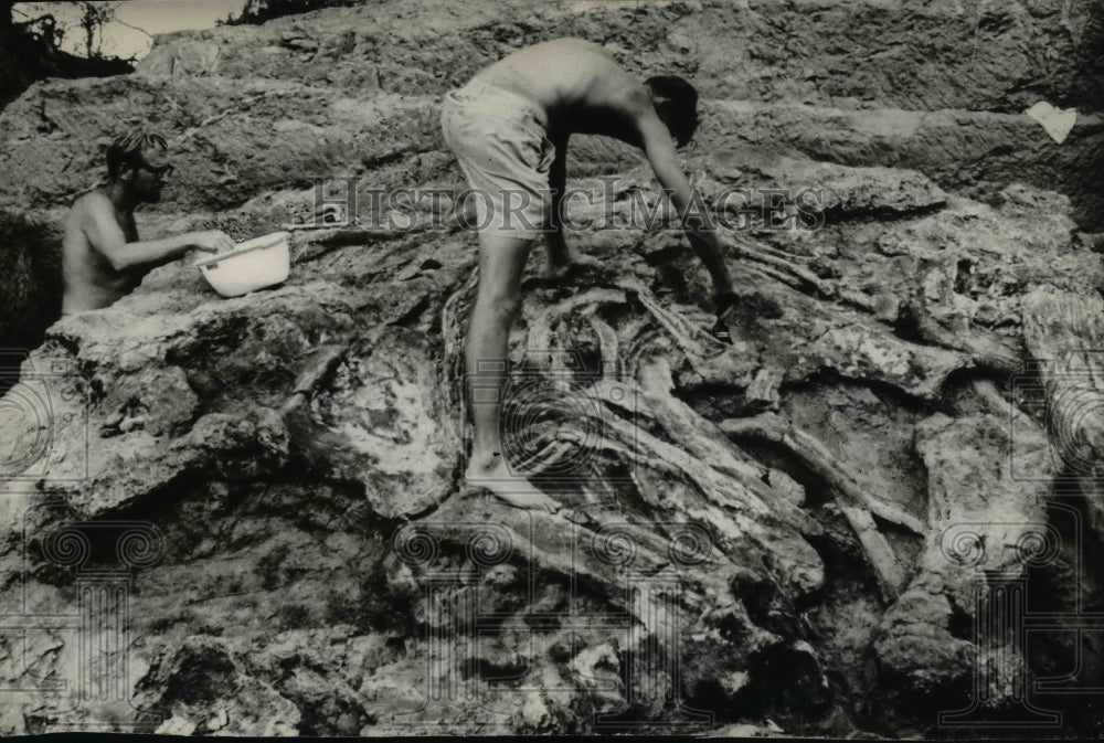 1967 Press Photo Giant African Elephant Skeleton Excavated in Kenya - ney12351