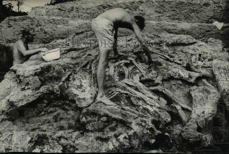 Load image into Gallery viewer, 1967 Press Photo Giant African Elephant Skeleton Excavated in Kenya - ney12351
