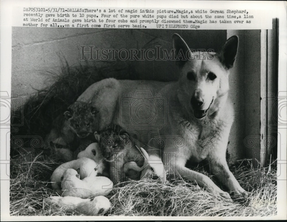 1971 Press Photo Magic Gave Birth To 10 Puppies And Nursing 2 Cubs - ney15205