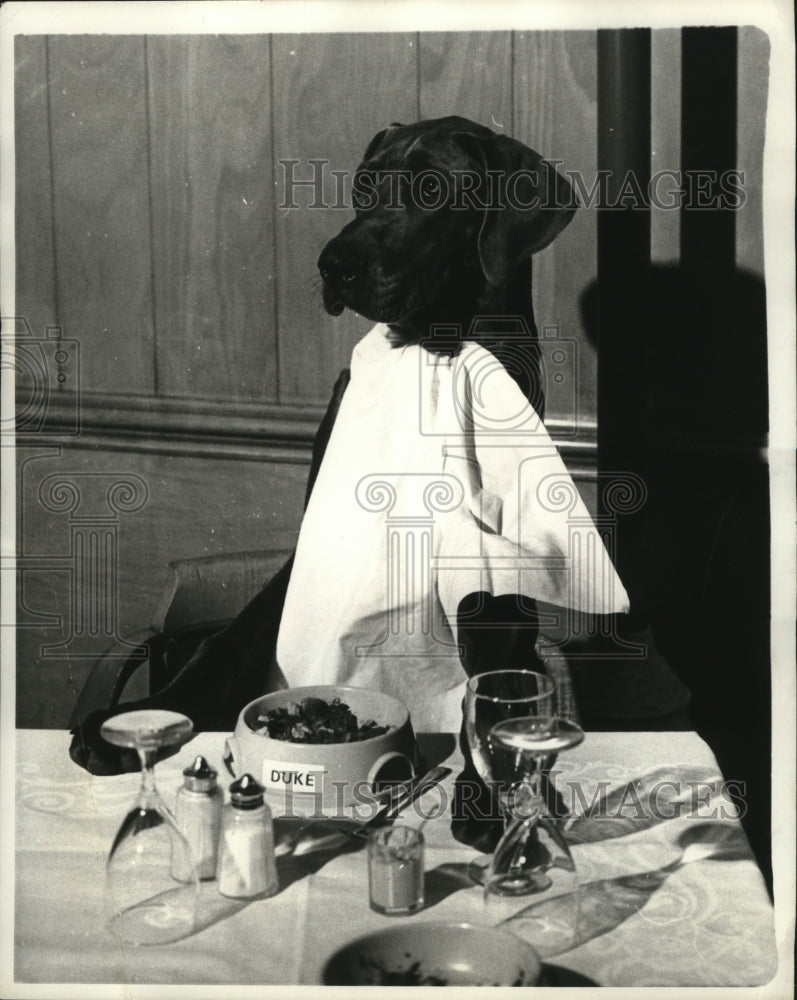 Load image into Gallery viewer, 1970 Press Photo 6-Month-Old Blue Great Dane at London celebrity Dog Dinner
