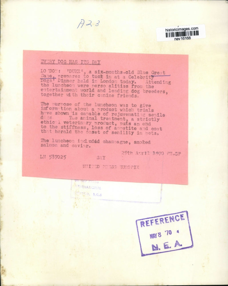 1970 Press Photo 6-Month-Old Blue Great Dane at London celebrity Dog Dinner