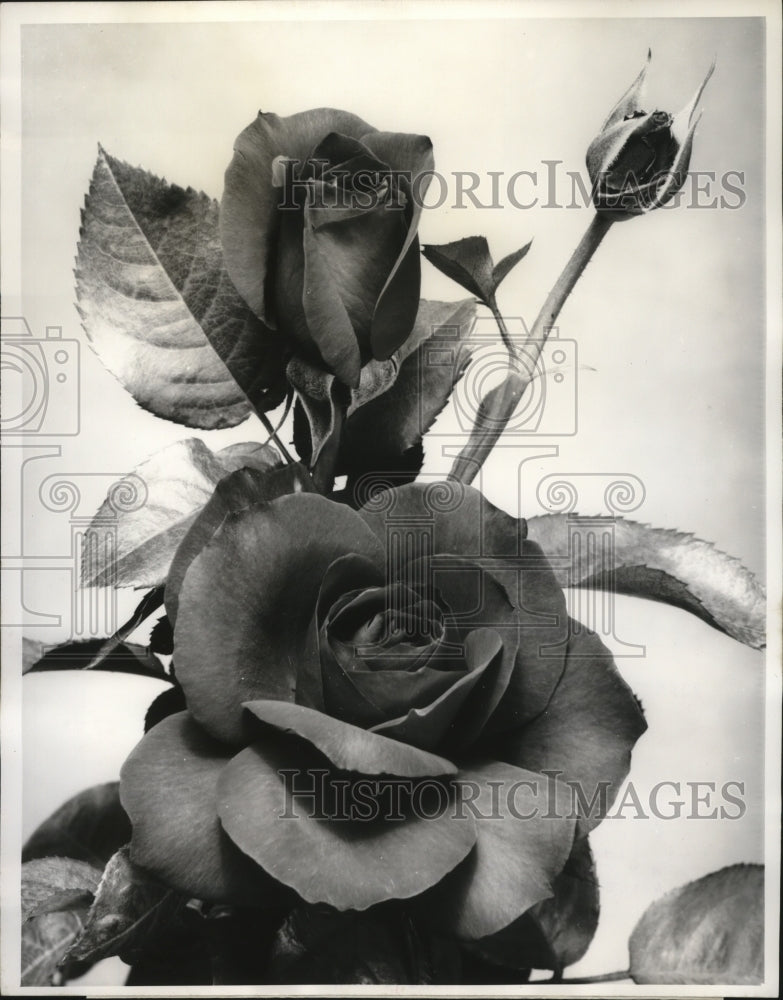 1961 Press Photo All-America Grandiflora Rose by john S. Armstrong - ney16262
