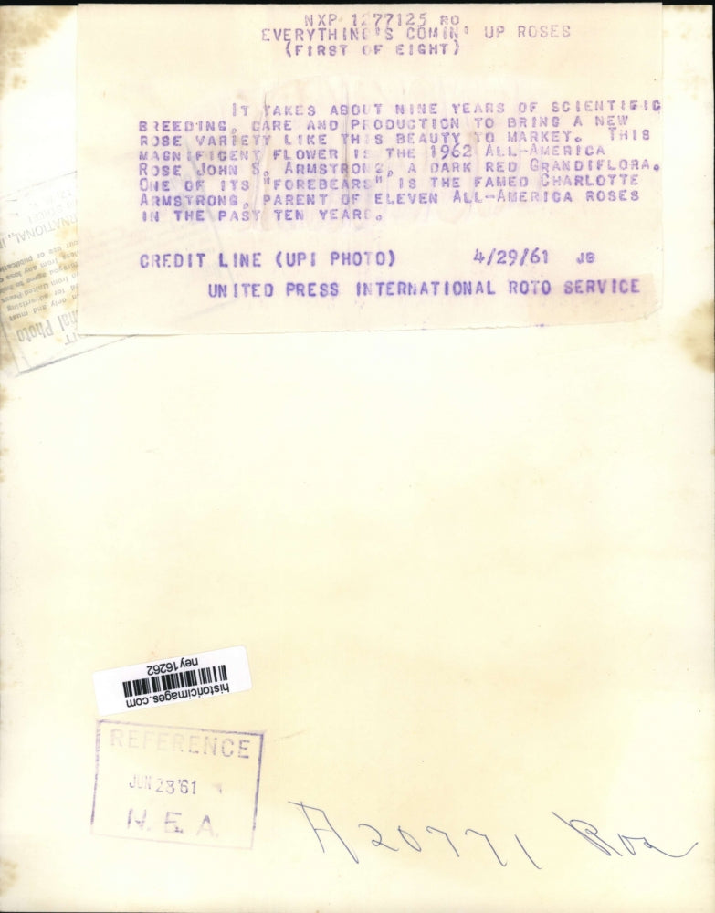 1961 Press Photo All-America Grandiflora Rose by john S. Armstrong - ney16262