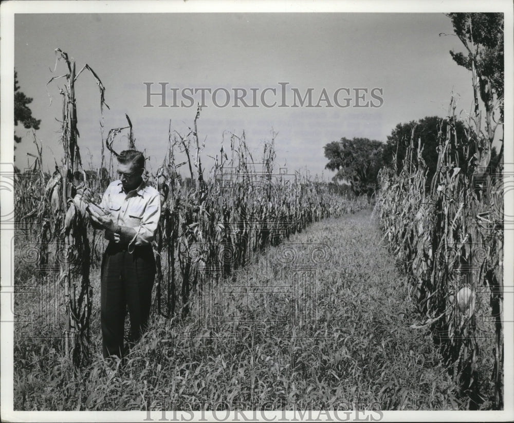 1968 Press Photo USDA Biologist Checks Duck Feed at Bluffton, South Carolina
