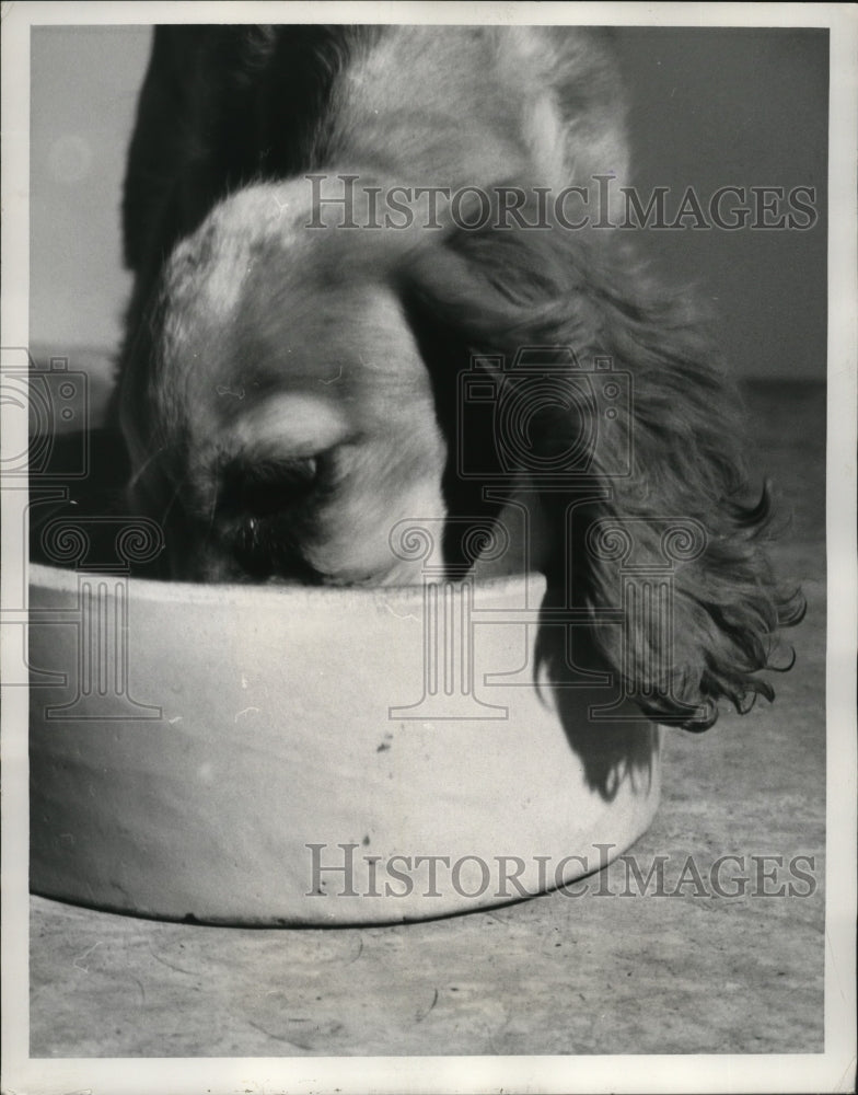 1954 Press Photo Cocker Spaniel at Powell's Dog Hospital - ney17308