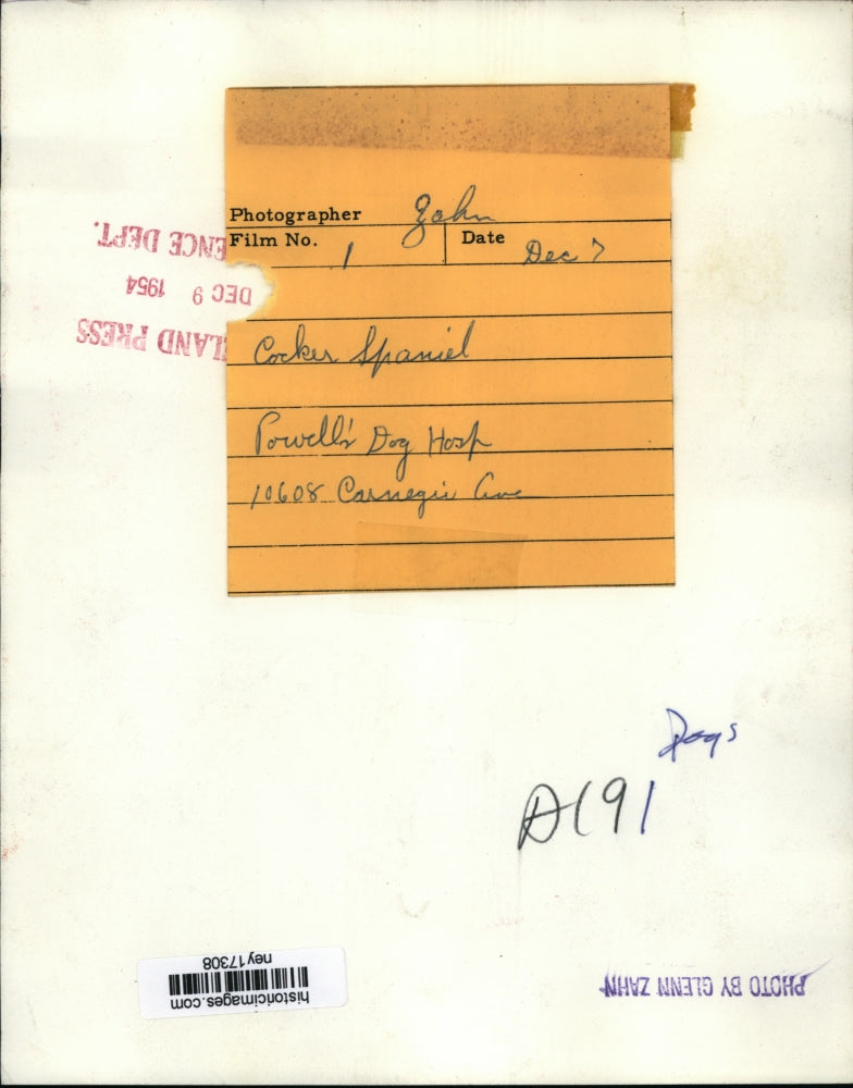 1954 Press Photo Cocker Spaniel at Powell's Dog Hospital - ney17308