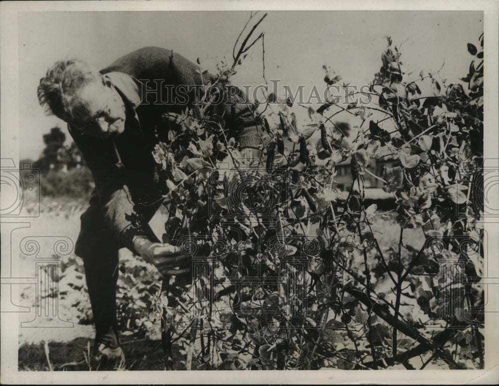1938 Press Photo AA Aldridge Grows Peas from Seeds in King Tut's Tomb