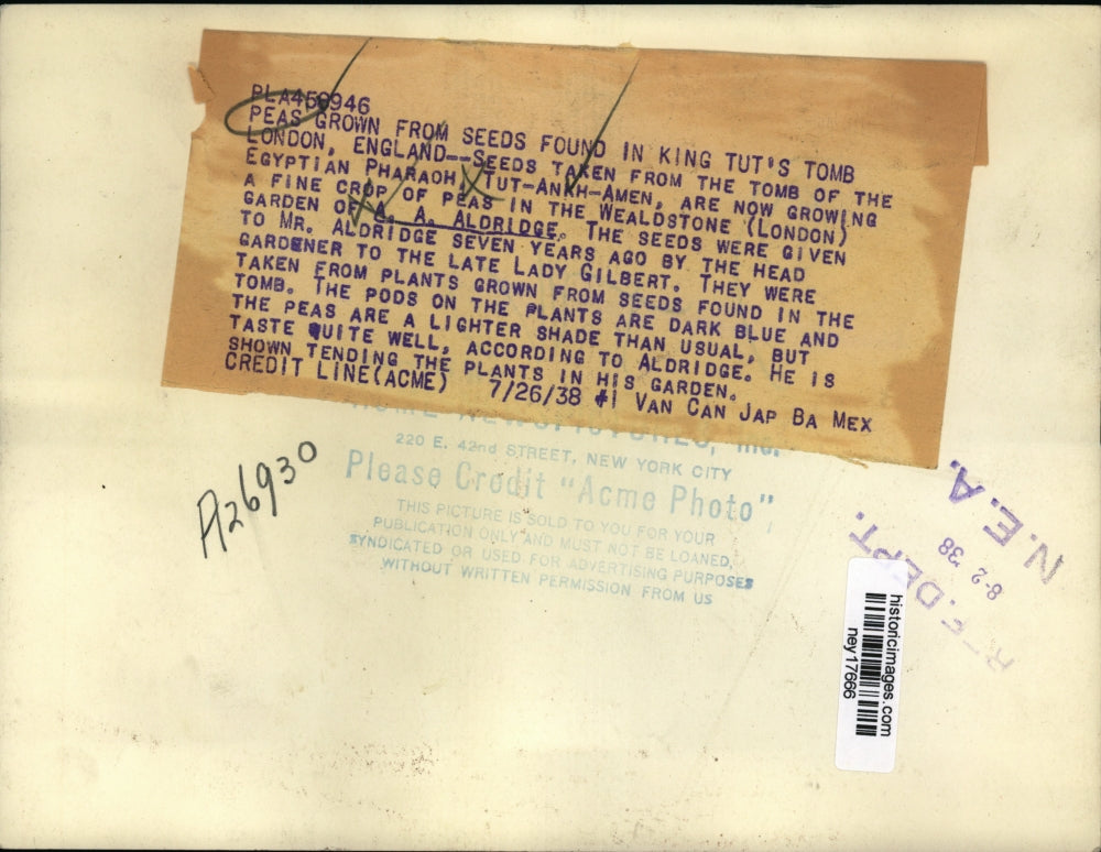 1938 Press Photo AA Aldridge Grows Peas from Seeds in King Tut's Tomb