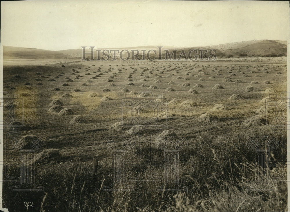 1923 Press Photo Alfalfa Field Near Rossalia, Washington - ney18802