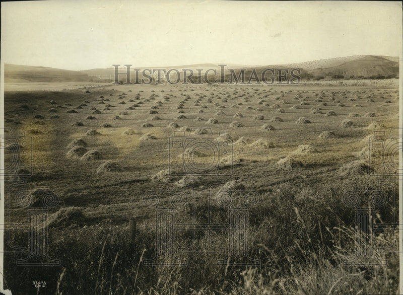 Load image into Gallery viewer, 1923 Press Photo Alfalfa Field Near Rossalia, Washington - ney18802
