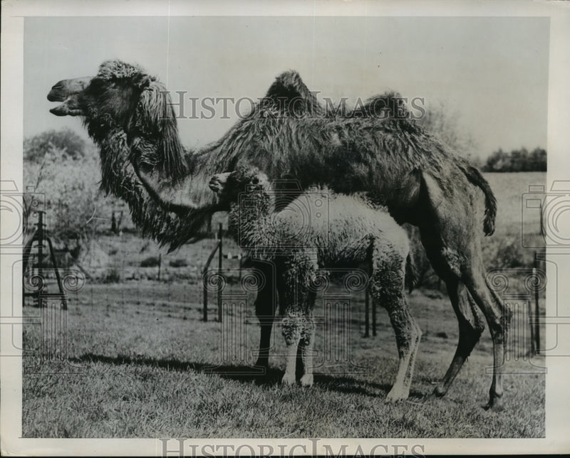 Load image into Gallery viewer, 1947 Press Photo Bactrian Camel Mother &amp; Child at Whipsnade Zoo - ney22044
