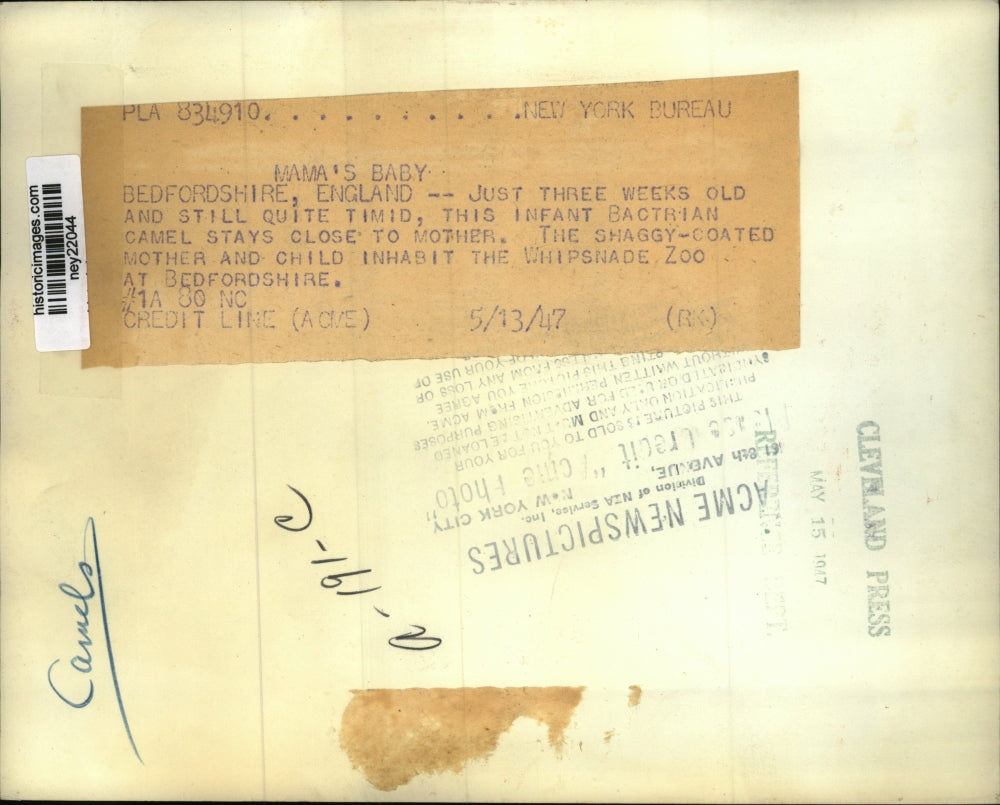 1947 Press Photo Bactrian Camel Mother & Child at Whipsnade Zoo - ney22044