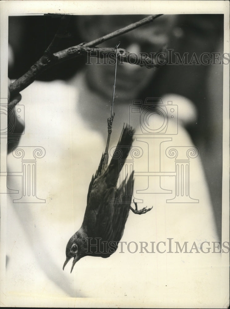 1942 Press Photo Humane Society rescues bird hanging from a limb - ney22782