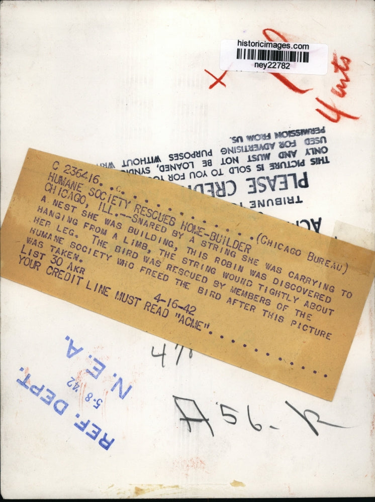 1942 Press Photo Humane Society rescues bird hanging from a limb - ney22782