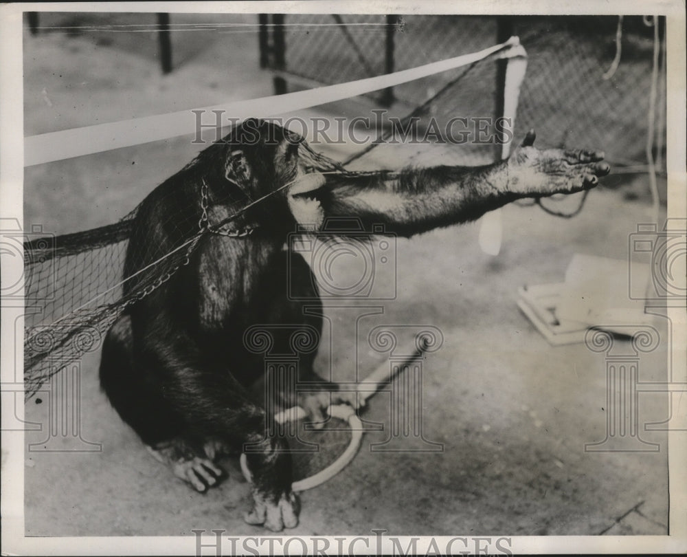 1938 Press Photo Jackie the Chimpanzee Tangled in Tennis Net - ney23631